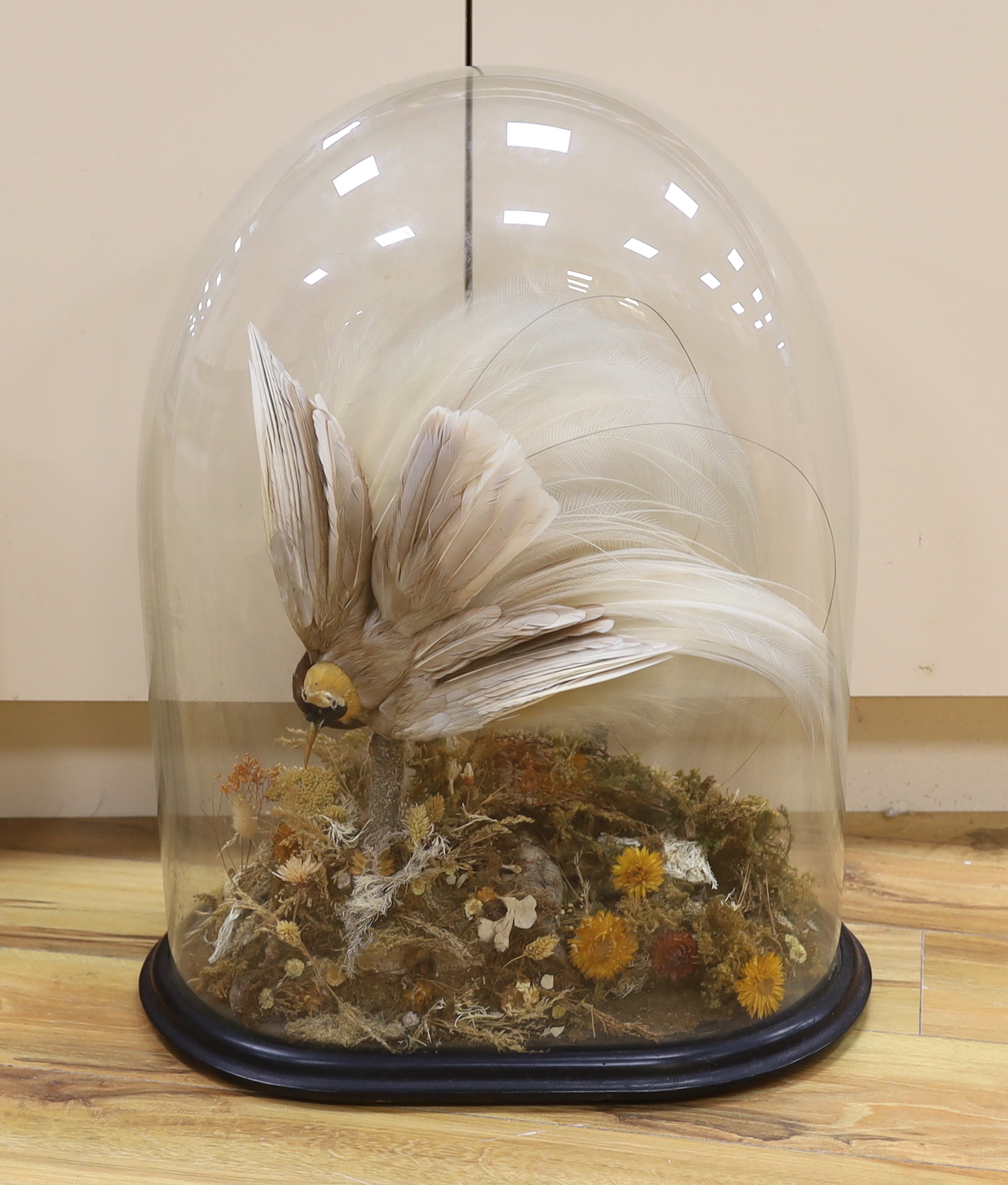 Taxidermy- a Victorian 'Greater Bird of Paradise' under a glass dome, 67cm total